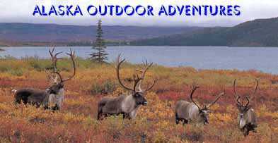 Caribou